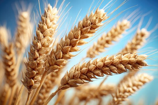 Close-up of golden wheat stalks against a vibrant blue sky