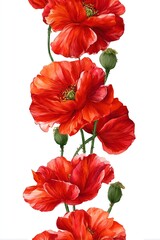Bright red poppies in bloom on white background