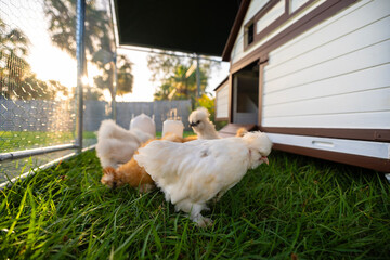 Young chicks in poultry hen house with green grass in backyard garden © bilanol