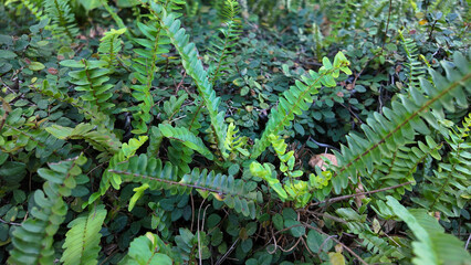 Aug 10 2025 Lush Greenery with Ferns and Plants in a Natural Setting Outdoors
