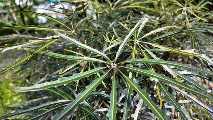 Aug 10 2025 Close Up of Tropical Palmate Leaves Displaying