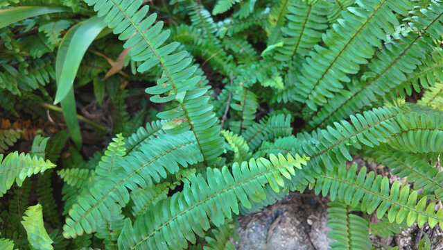 Aug 10 2025 Arthropteris Palisotii Tropical Climbing Fern Foliage Plant