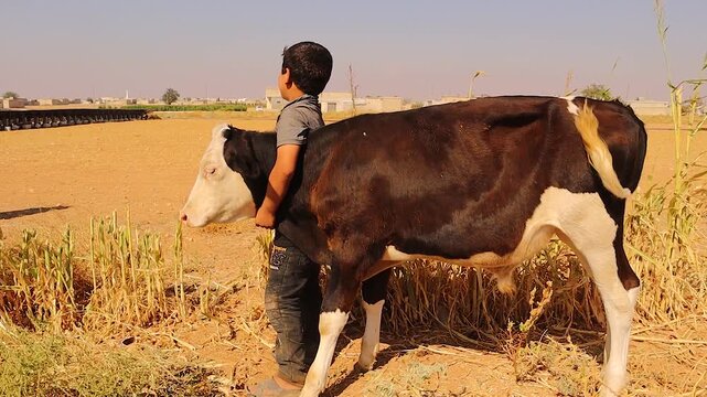 Real little cowboy firmly yet gently holds and controls his obedient cow in a rural field. He gazes to the horizon with calm pride dreaming of a better tomorrow. Symbol of harmony, strength, farm life
