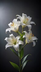 Fototapeta premium Delicate White Lilies Bloom Alone on Dark Backdrop