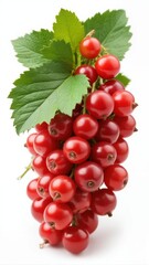 Fototapeta premium Fresh red currant isolated on white background with slight texture and subtle gradient