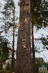 A Whimsical Tree Face Decorated with String Lights Surrounded by a Beautiful Natural Setting