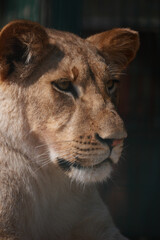 Lioness resting and observing in natural habitat