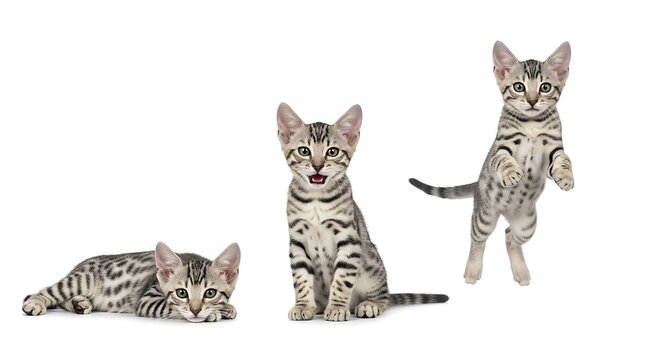 Silver Bengal Cat Finding Bengal Kittens for Sale in Middlesbrough – What You MUST Know
