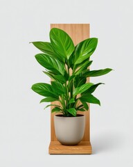 Fototapeta premium Stylish indoor plant beautifully displayed in a modern pot on a wooden stand.