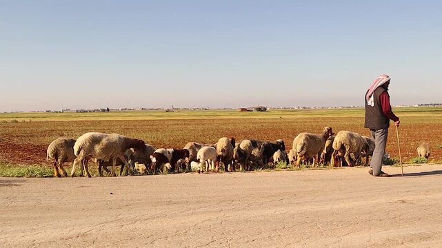 A shepherd leads Awassi sheep across rural Aleppo, Syria. Authentic Middle Eastern pastoral life reflecting organic free-range farming, animal welfare, culture, and sustainable living.