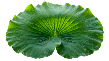 Green leaf lotus，on isolated transparent background