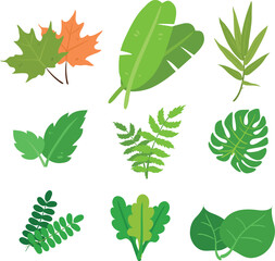 Acacia Leaves Vectors 