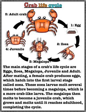 Reading comprehension, basic knowledge about the life cycle of crab , articles and color illustrations for elementary school children, size 8.5x11 inches
