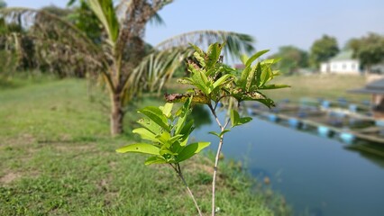 Fototapeta premium Young Guava Tree Near Pond in Tropical Countryside
