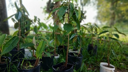 Durian Seedlings in Plastic Bags at Garden Nursery