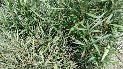 Dense bamboo plant leaves close-up, tropical green foliage background in sunlight.