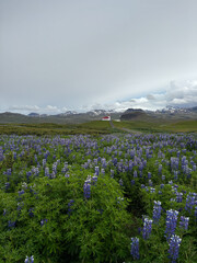 A small church surrounded by blooming lupin Iceland.