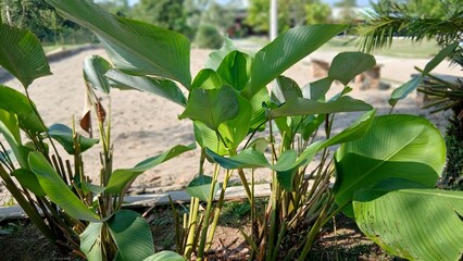 Tropical Canna indica plant with large green leaves in outdoor garden
