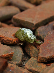 Close-up of chicken droppings on broken roof tiles.