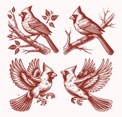 Cardinal Bird Vector Design Set