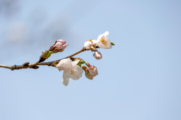 cherry blossom on blue sky