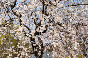 cherry blossom in spring
