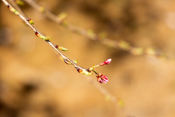 branch of a tree with leaves