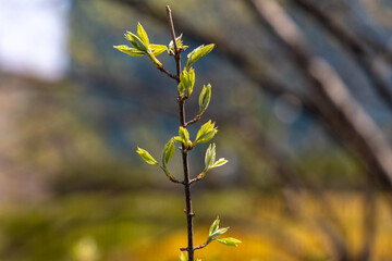 A bud blooming in spring