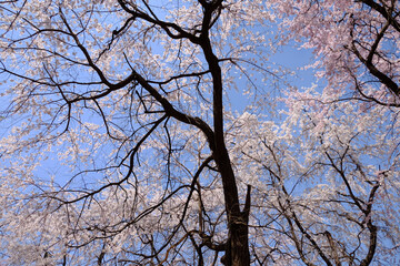 tree branches against blue sky