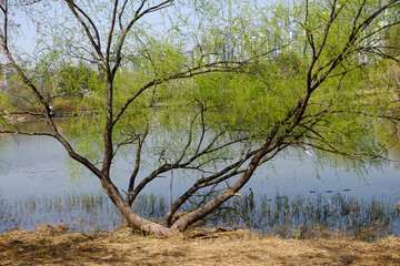 tree in the lake