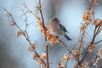 Pallas's rosefinch (Carpodacus roseus) is a species of bird in the finch family Fringillidae. This photo was taken in Japan.