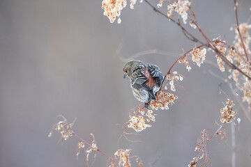 Pallas's rosefinch (Carpodacus roseus) is a species of bird in the finch family Fringillidae. This photo was taken in Japan.