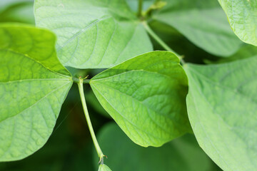 Fresh green bean leaves basking in natural light, perfect for organic food concepts and sustainable lifestyle designs, adding a touch of nature's vibrant beauty to your project