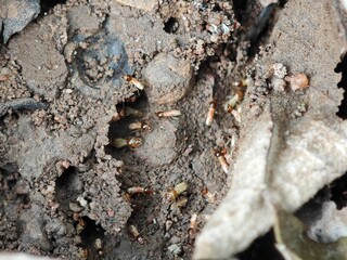 Termite, eat wood and destroy buildings.