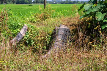 Discover idyllic rural landscapes with lush green rice fields, and fallen tree trunks, perfect for travel brochures, nature blogs, or serene background visuals for wellness campaigns