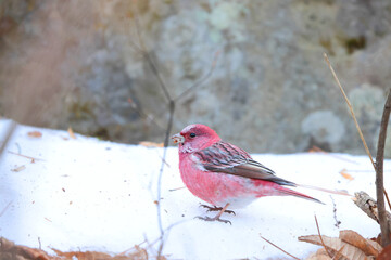 Pallas's rosefinch (Carpodacus roseus) is a species of bird in the finch family Fringillidae. This photo was taken in Japan.