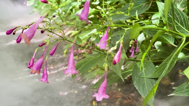 Strobilanthes cusia Flowers Swaying in Gentle Outdoor Breeze