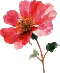 pink rose isolated on white