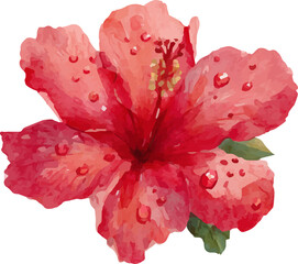 red hibiscus flower