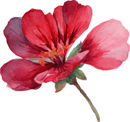 hibiscus flower isolated on white