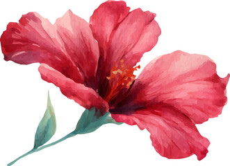 hibiscus flower isolated on white
