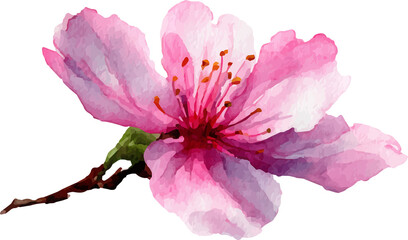 pink rose isolated on white