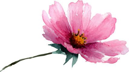 pink flower isolated on white