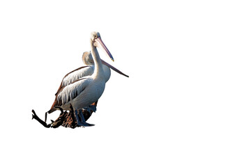 Two Australian pelicans resting side by side on a weathered log. Beautiful light and texture detail on feathers, perfect for editorial, educational, or design projects.