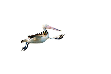An Australian pelican captured mid-flight with wings spread wide, set against a black background. High clarity and natural detail, perfect for cutout use or wildlife features.