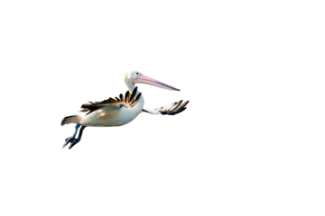 An Australian pelican captured mid-flight with wings spread wide, set against a black background. High clarity and natural detail, perfect for cutout use or wildlife features.