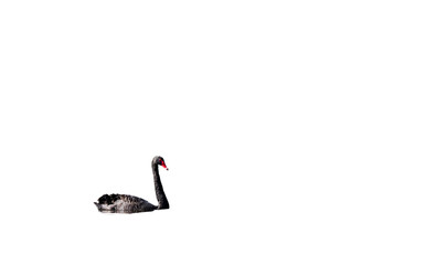 A lone black swan floats peacefully on still water, isolated against a deep black background. Elegant profile, high detail, and rich red beak contrast.