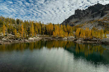 Larch At Enchantments