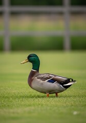 Obraz premium Mallard Duck on Green Grass - A Serene Wildlife Encounter.