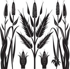 Black Silhouette growing corn with leaves vegetable harvest black and white vector shape 